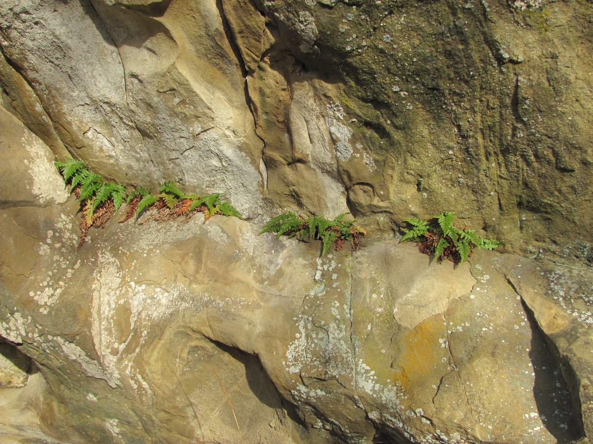 Изображение особи Asplenium adiantum-nigrum.