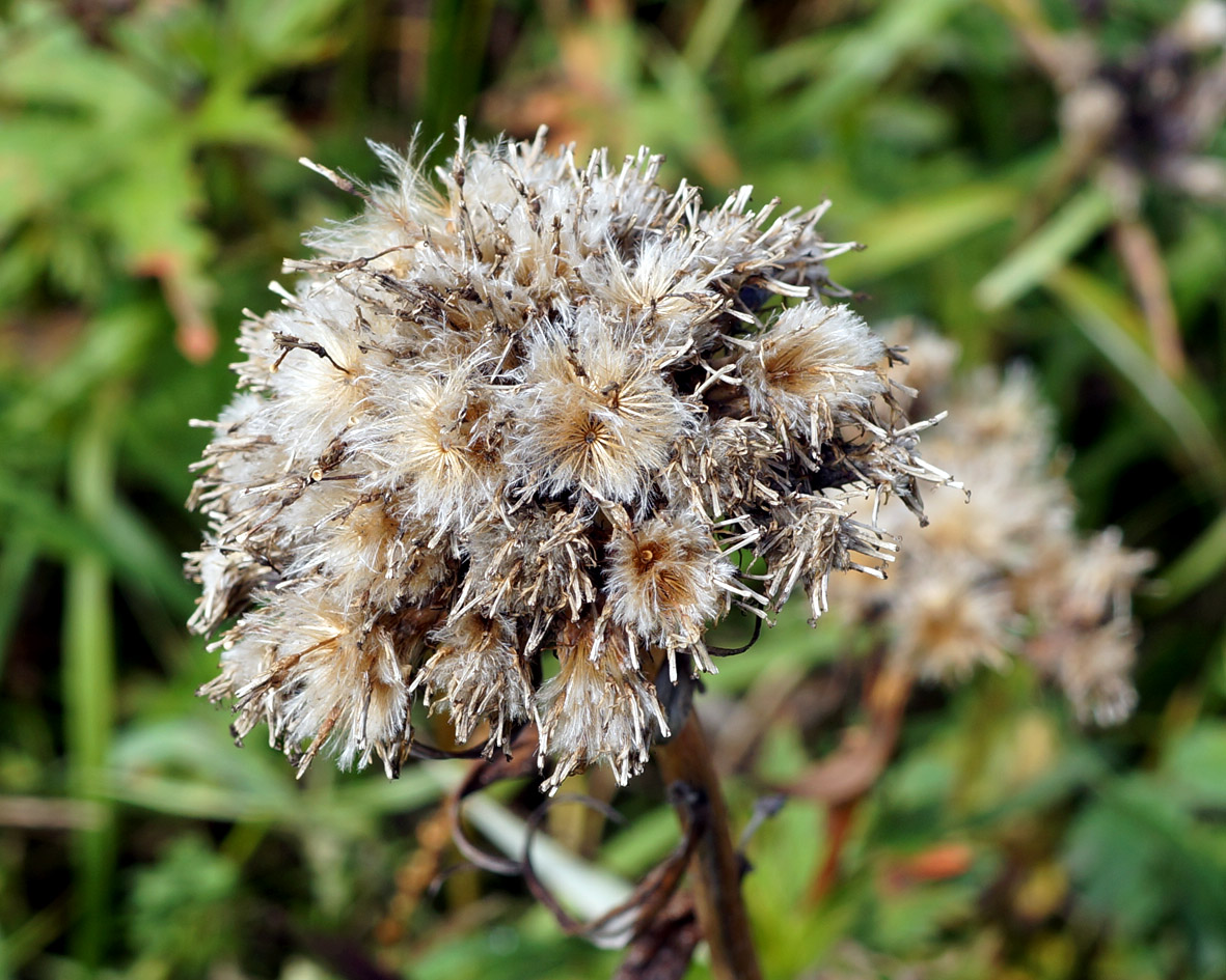 Изображение особи Saussurea pseudotilesii.