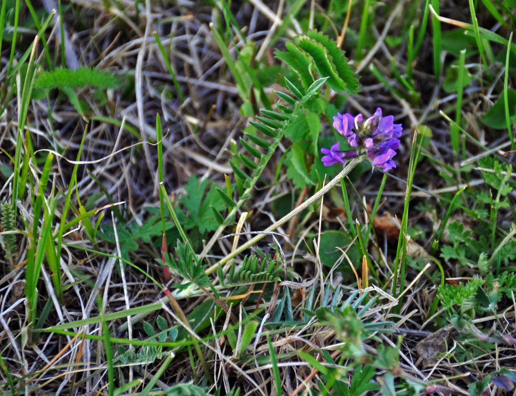 Изображение особи род Oxytropis.