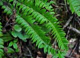 Polystichum lonchitis. Вайи. Адыгея, Фишт-Оштеновский массив, юго-восточный склон горы Фишт, ≈ 1800 м н.у.м., опушка буково-пихтового леса, на камне. 05.07.2017.