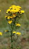 Hieracium umbellatum. Сложное соцветие. Восточный Казахстан, г. Усть-Каменогорск, правый берег р. Иртыш, луг. 03.08.2017.