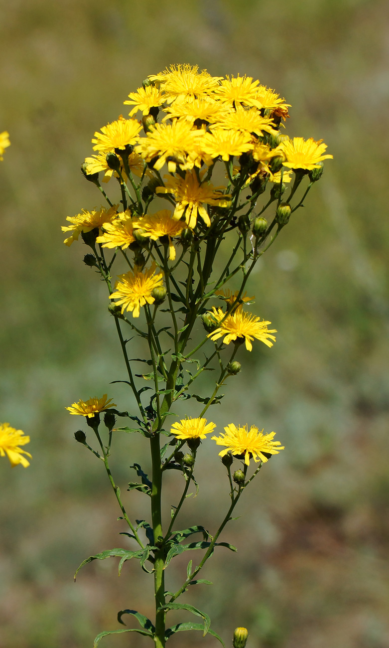 Изображение особи Hieracium umbellatum.