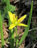 Gagea lutea