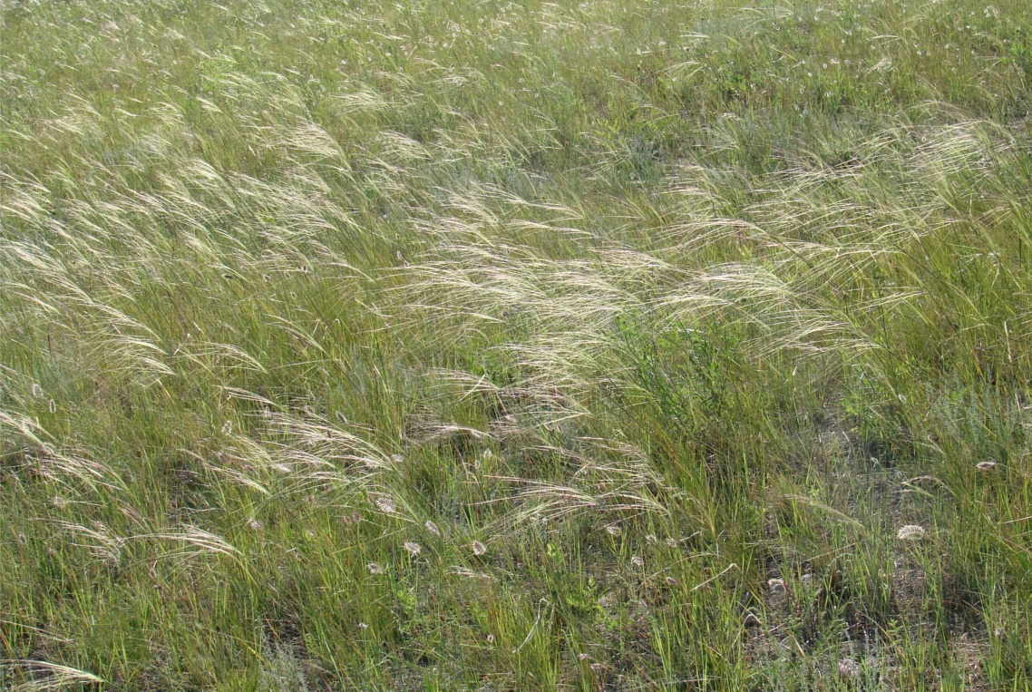 Image of genus Stipa specimen.