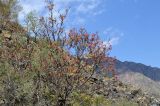 Sorbus tianschanica