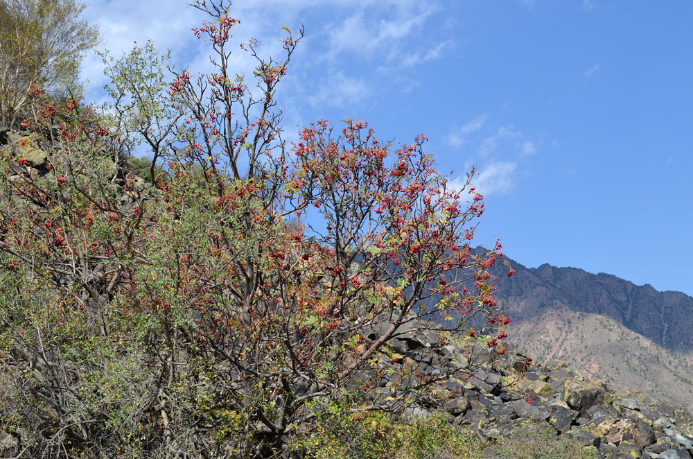 Изображение особи Sorbus tianschanica.