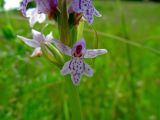 Dactylorhiza fuchsii. Цветок. Беларусь, Гродненская обл., Новогрудский р-н, Ладеникский сельсовет, окр. дер. Городечно, суходольный злаково-разнотравный луг на склоне холма. 19.06.2014.