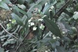 род Hydrangea. Ветвь с соцветиями. Южный Китай, провинция Хунань, парк Zhangjiajie National Forest Park, заросшая кустарником и травой долина ручья. 6 октября 2017 г.