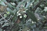 genus Hydrangea. Ветвь с соцветиями. Южный Китай, провинция Хунань, парк Zhangjiajie National Forest Park, заросшая кустарником и травой долина ручья. 6 октября 2017 г.
