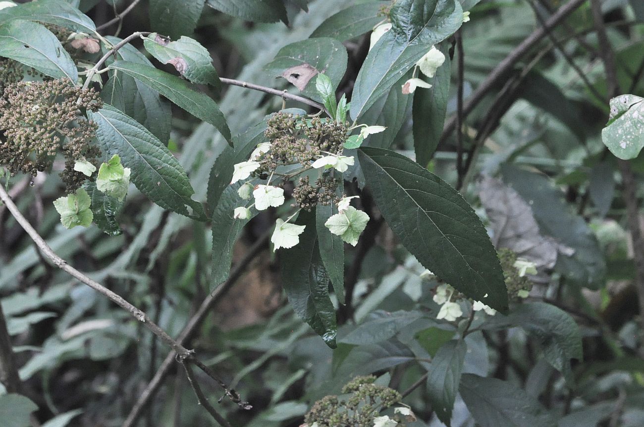 Image of genus Hydrangea specimen.