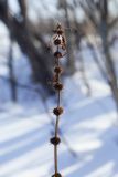 Lycopus europaeus. Верхушка высохшего плодоносящего растения. Пермский край, Ильинский р-н, устье р. Большухи, пойменный луг вдоль урёмного леса. 11.03.2018.