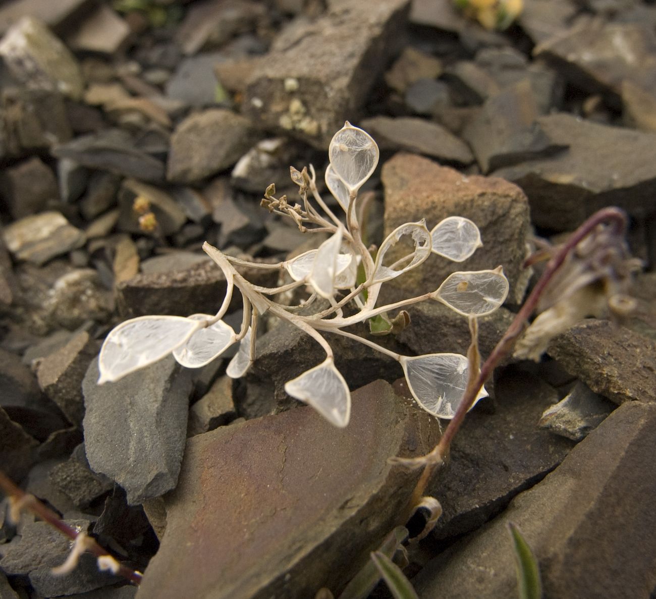 Image of familia Brassicaceae specimen.