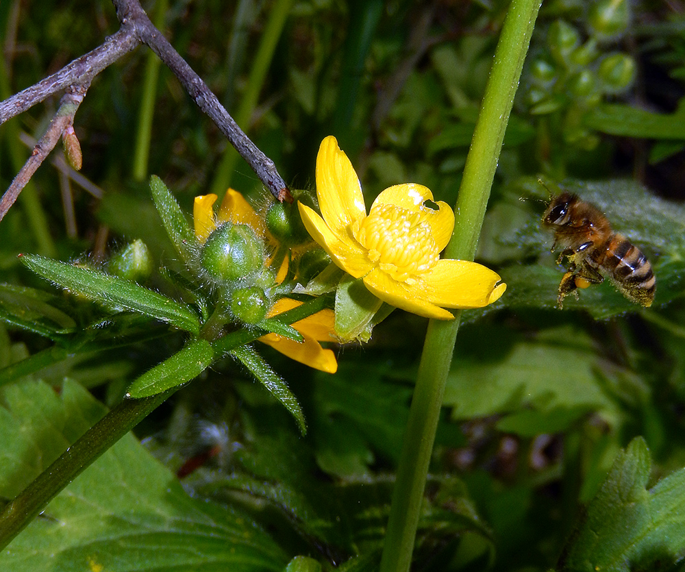 Image of Ranunculus constantinopolitanus specimen.