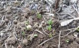 Calendula officinalis