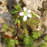 Saxifraga irrigua