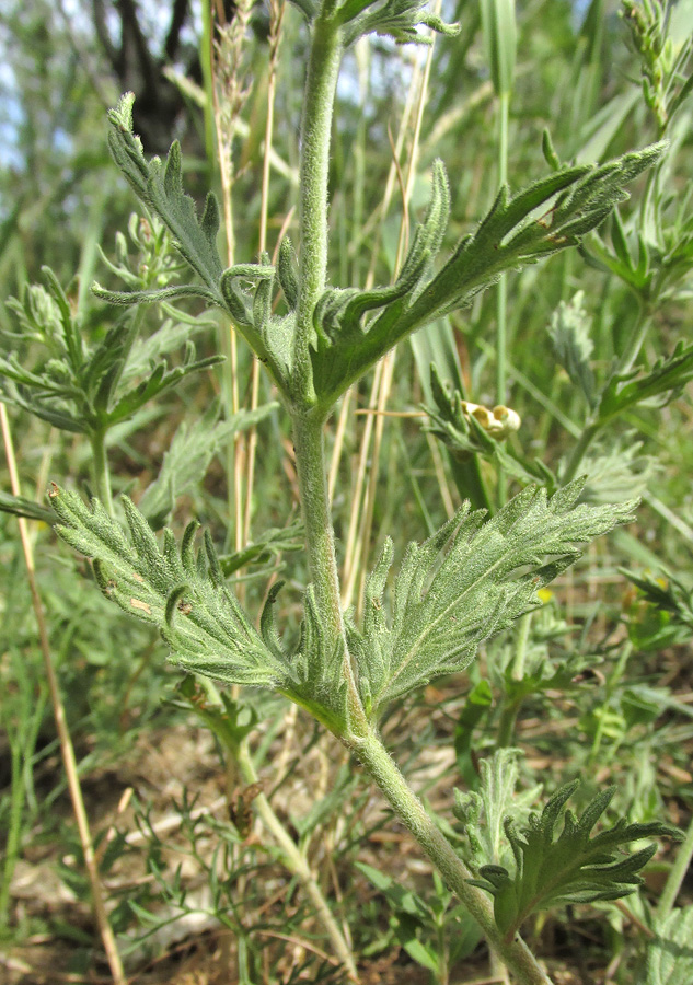 Image of Veronica jacquinii specimen.