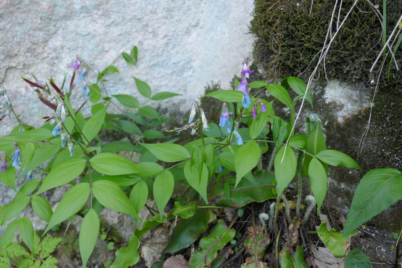 Изображение особи Lathyrus vernus.