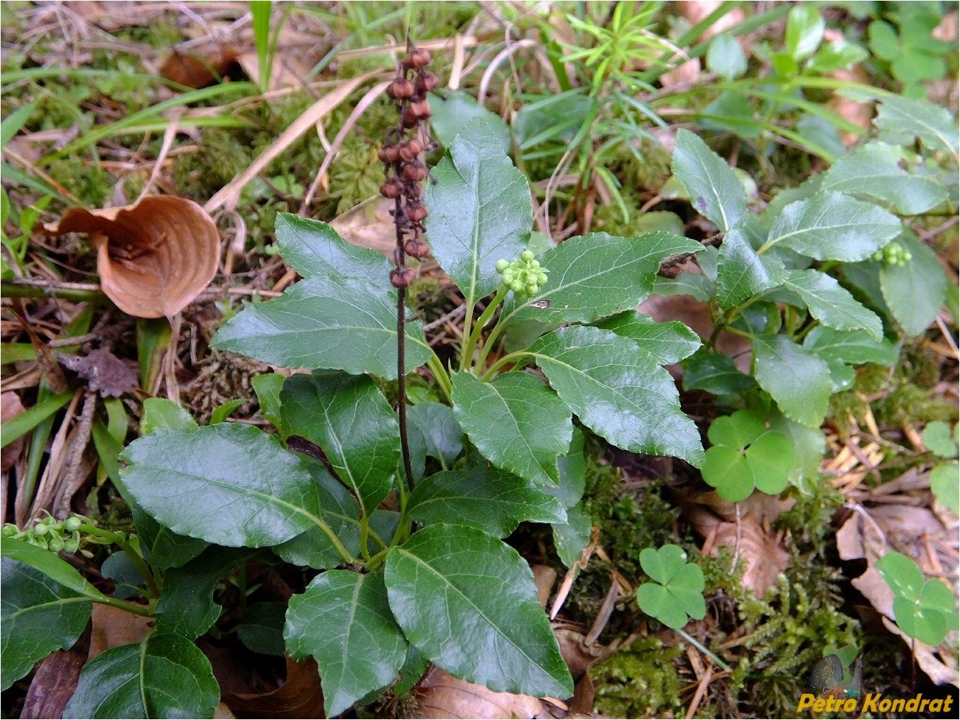 Image of Orthilia secunda specimen.