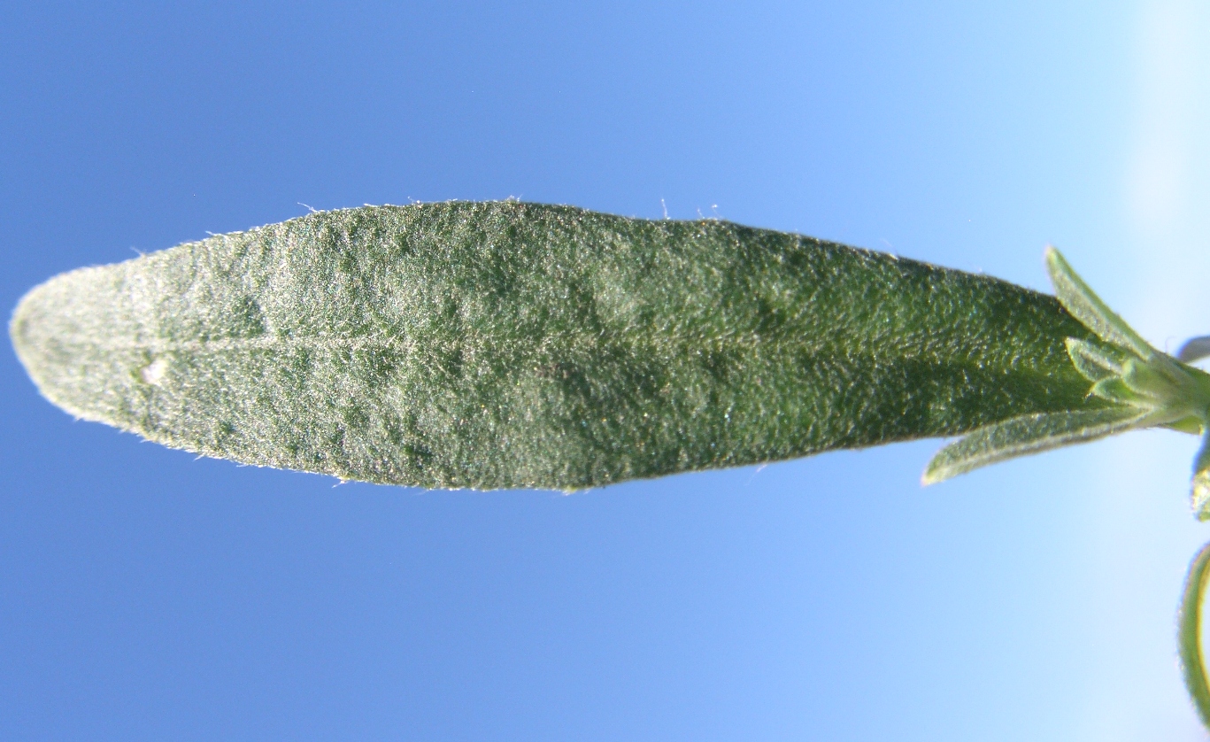 Image of Berteroa incana specimen.