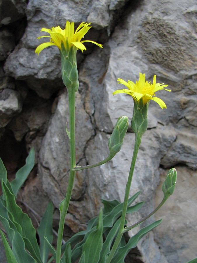 Image of Scorzonera crispa specimen.