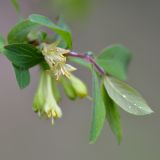 Lonicera stenantha. Часть ветви с цветками. Кыргызстан, Иссык-Кульская обл., Внутренний Тянь-Шань, хр. Терскей Ала-Тоо, средняя часть ущ. Каракол,, 2250 м н.у.м., левый берег реки Каракол, кустарники вдоль дороги. 15.05.2018.