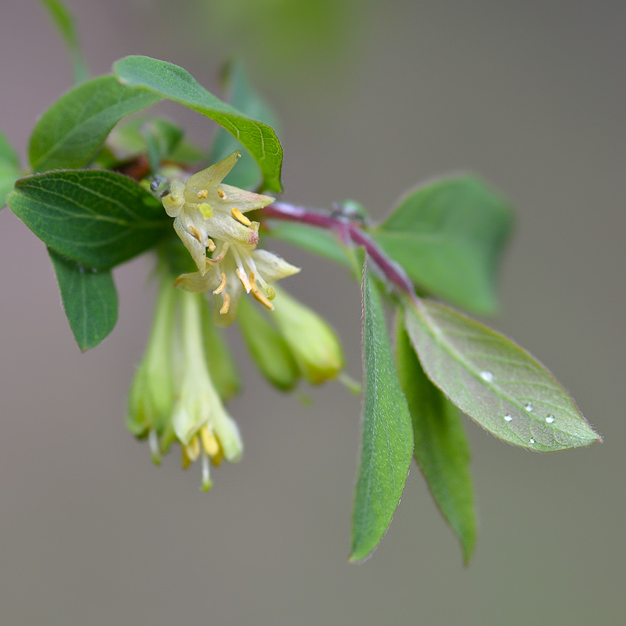 Изображение особи Lonicera stenantha.