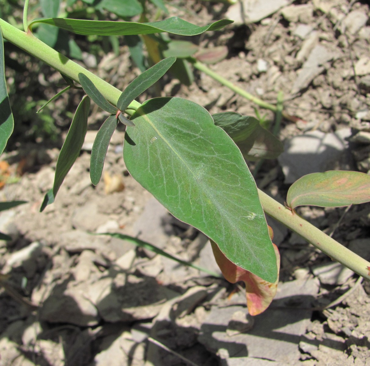 Image of Euphorbia iberica specimen.