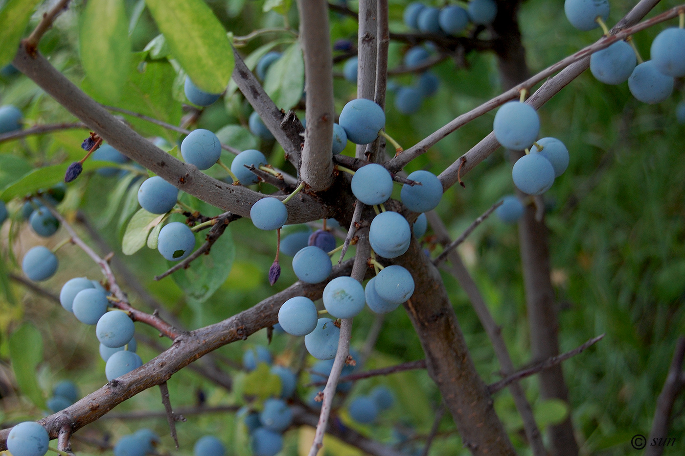 Изображение особи Prunus stepposa.