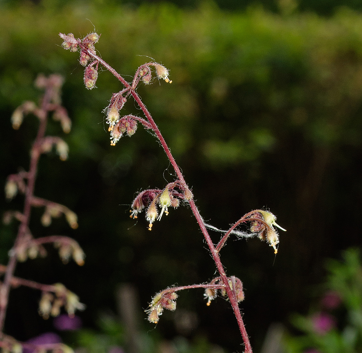 Image of Heuchera micrantha specimen.