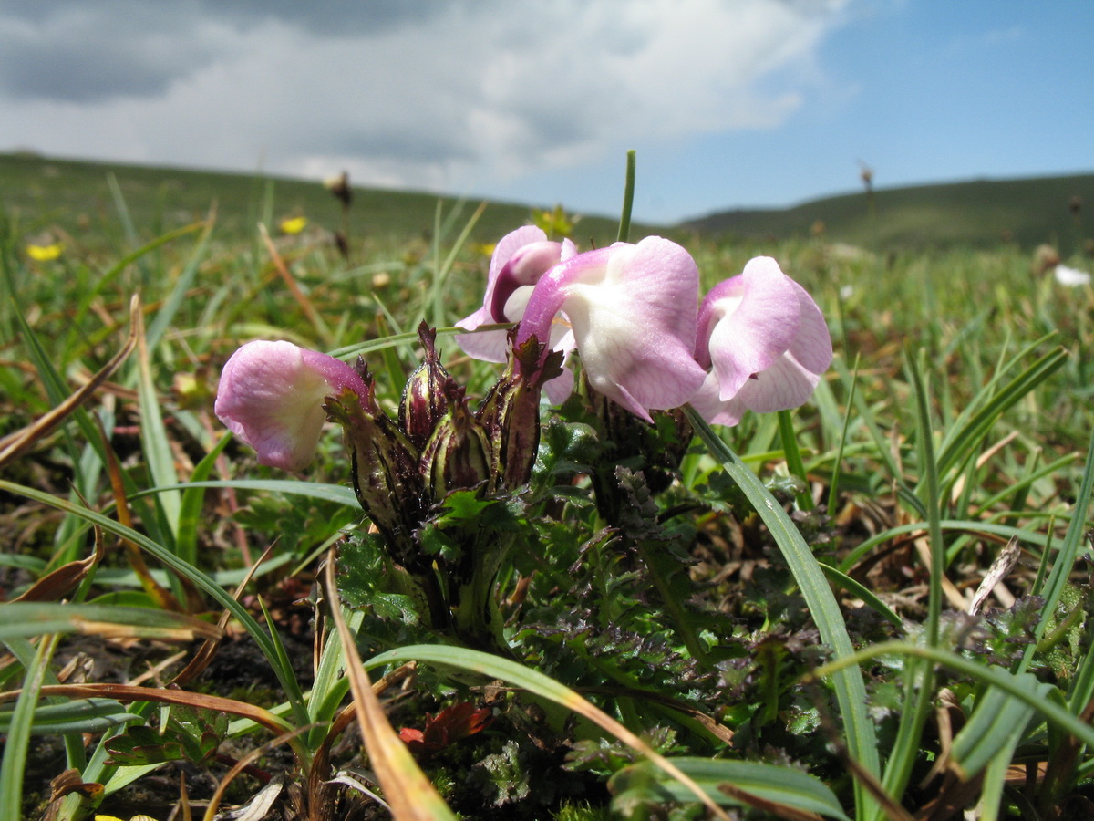 Изображение особи Pedicularis rhinanthoides.