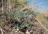 Astragalus subuliformis. Вторично цветущее растение. Краснодарский край, г. Новороссийск, водосборная зона Суджукской лагуны, степное сообщество на краю обрыва. 01.08.2018.