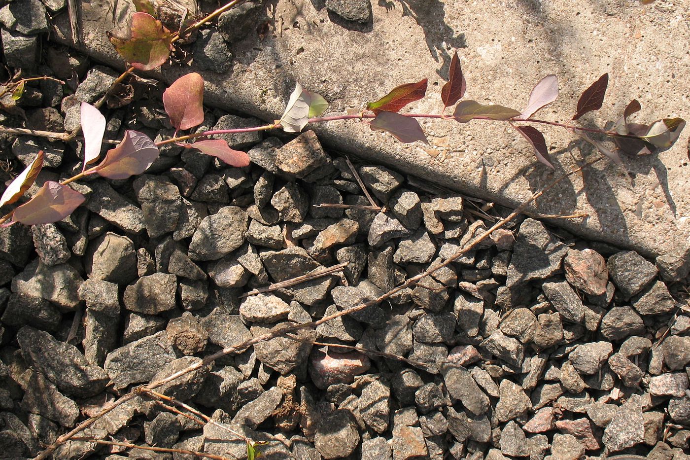 Image of Lonicera periclymenum specimen.