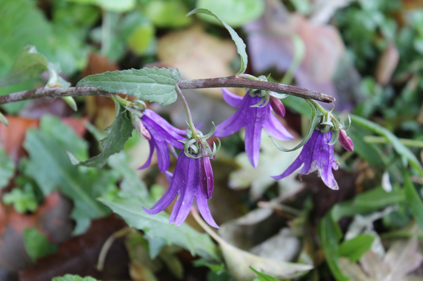 Image of Campanula rapunculoides specimen.