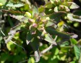 Pedicularis lapponica