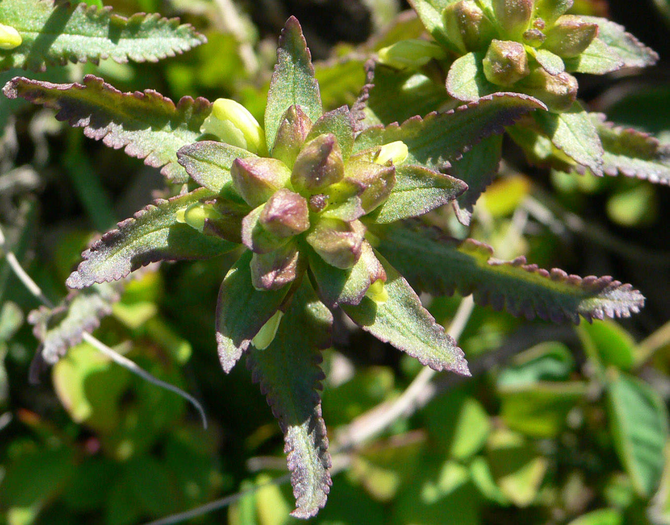 Изображение особи Pedicularis lapponica.