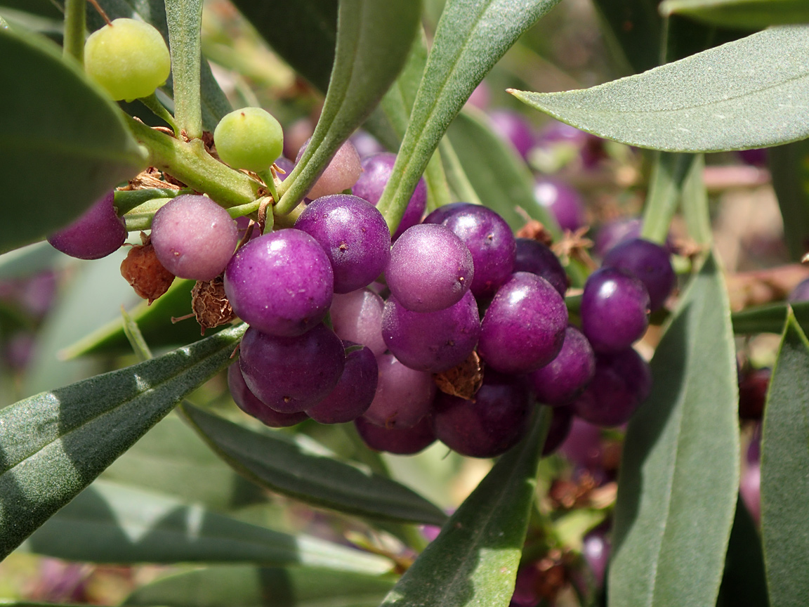 Изображение особи Myoporum acuminatum.