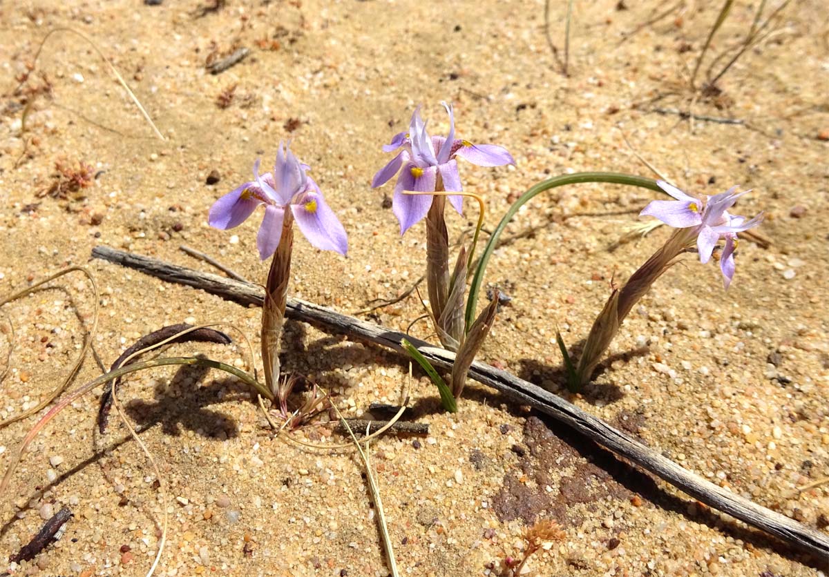 Image of Moraea setifolia specimen.