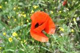 Papaver macrostomum