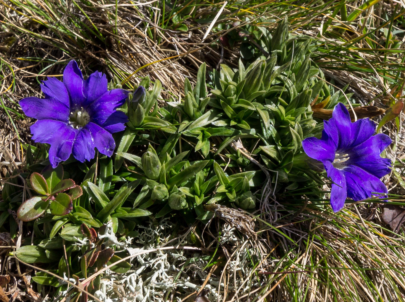 Image of Gentiana dshimilensis specimen.