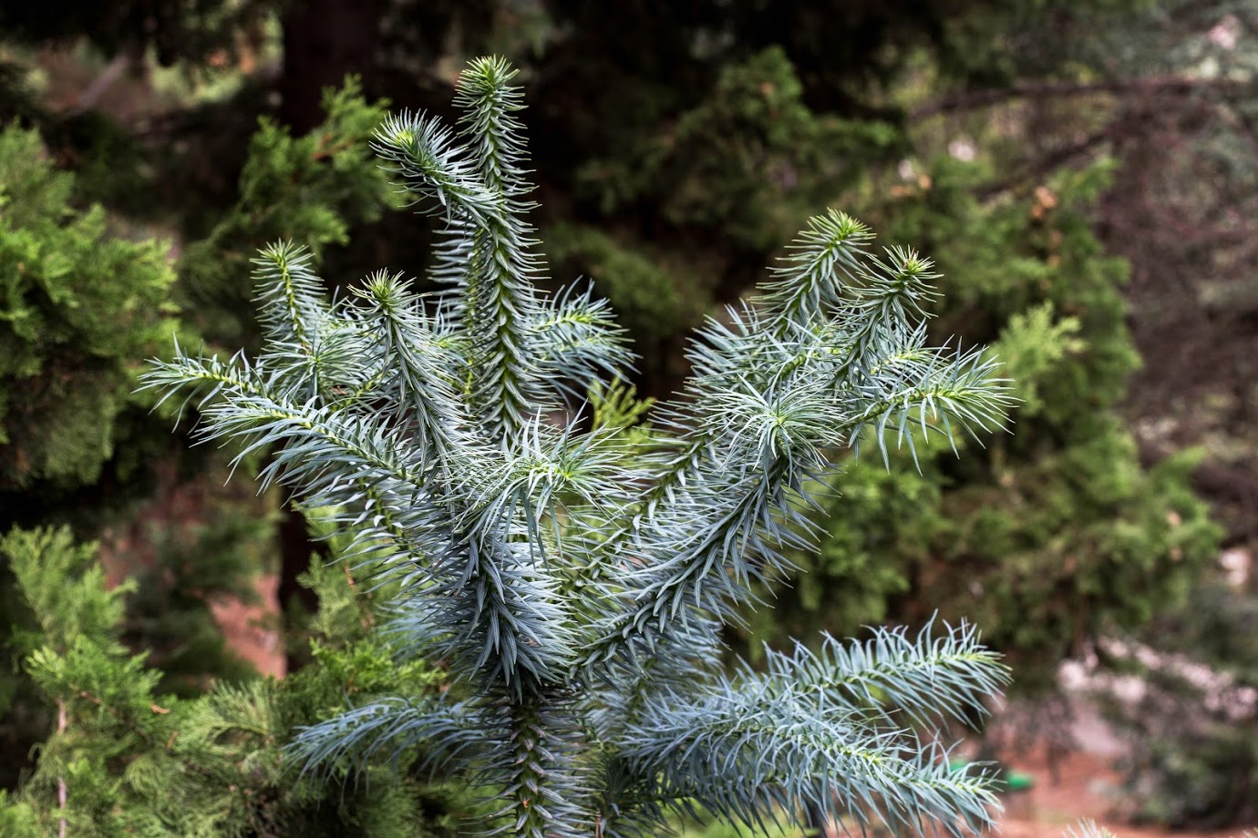 Image of Cunninghamia lanceolata specimen.
