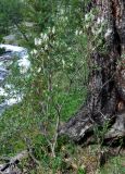 genus Salix