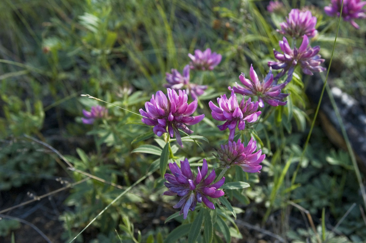 Image of Trifolium lupinaster specimen.