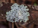 Parmelia sulcata