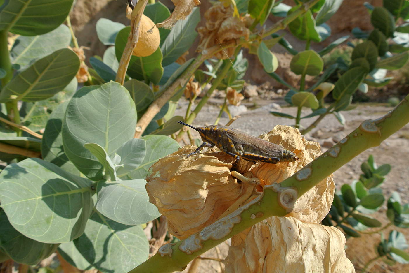 Image of Calotropis procera specimen.