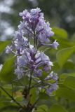 Syringa vulgaris