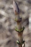 Equisetum sylvaticum