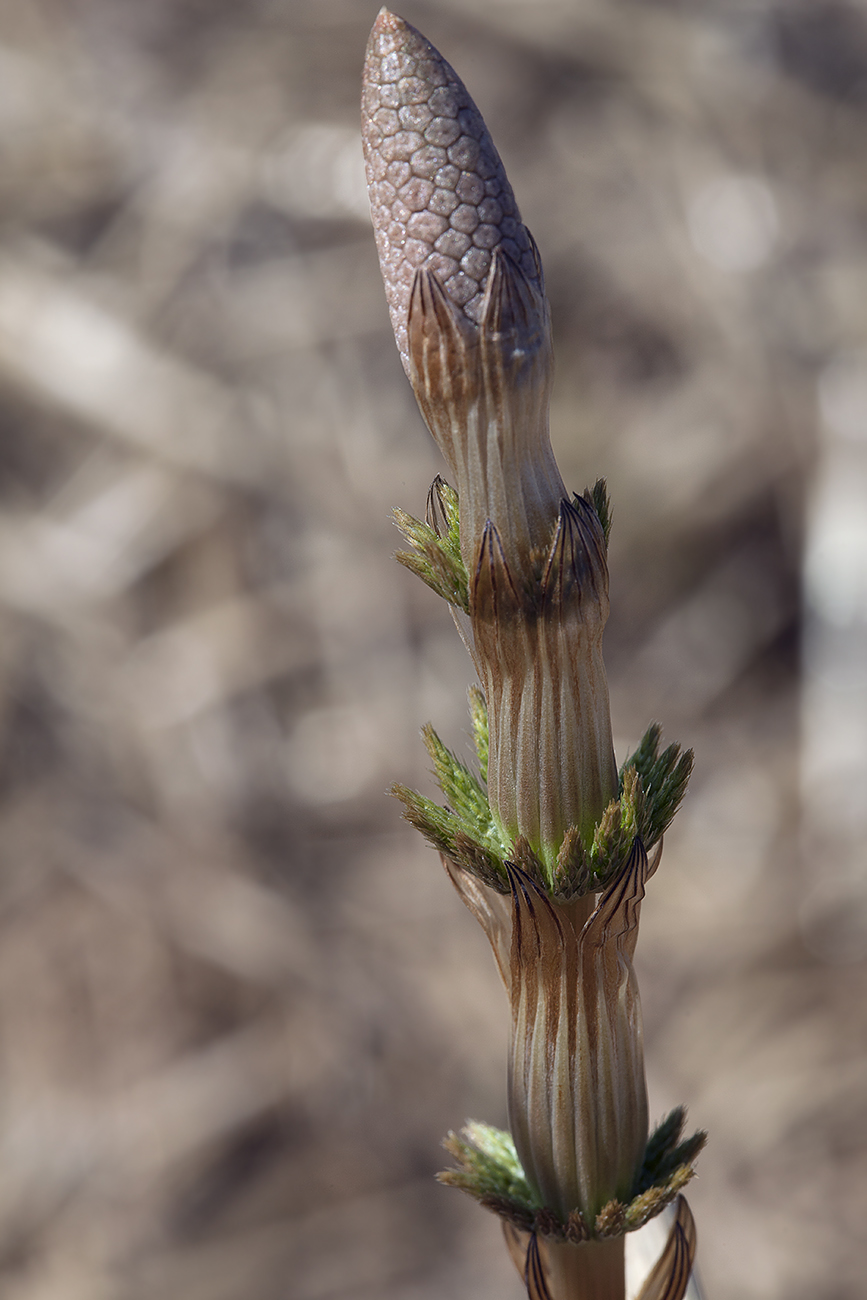 Image of Equisetum sylvaticum specimen.