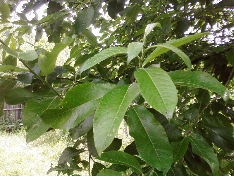 Image of Salix caprea specimen.