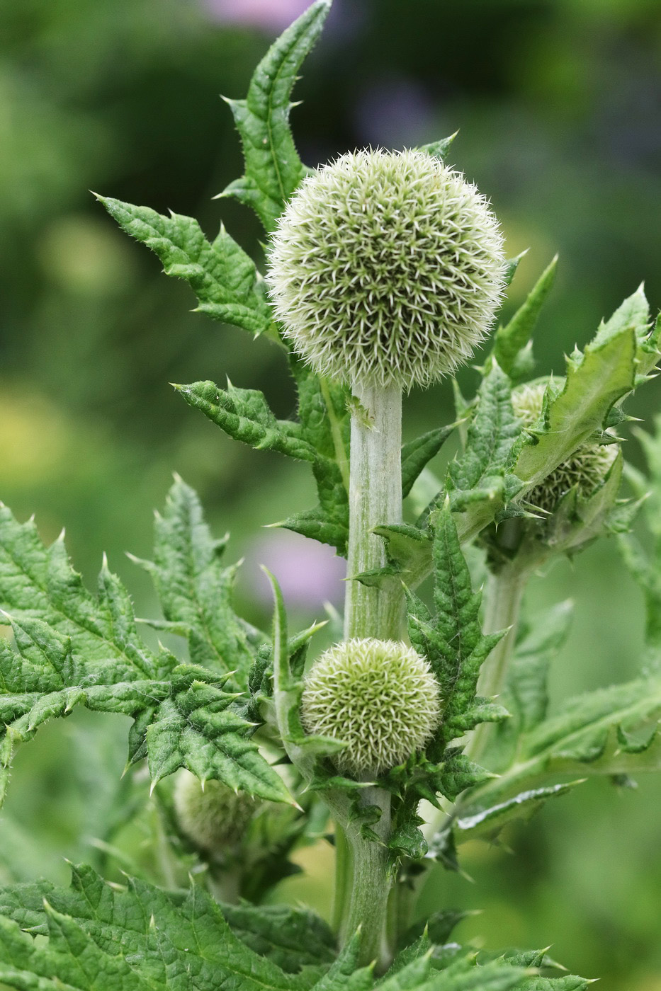 Image of Echinops exaltatus specimen.