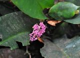 Labisia paucifolia. Соцветие и основания листьев. Малайзия, Камеронское нагорье, гора Ирау, ≈ 1900 м н.у.м., туманный (моховой) лес. 04.05.2017.